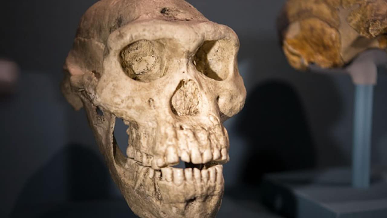 Hallan en China un fósil de cráneo de Homo erectus de hace un millón de años