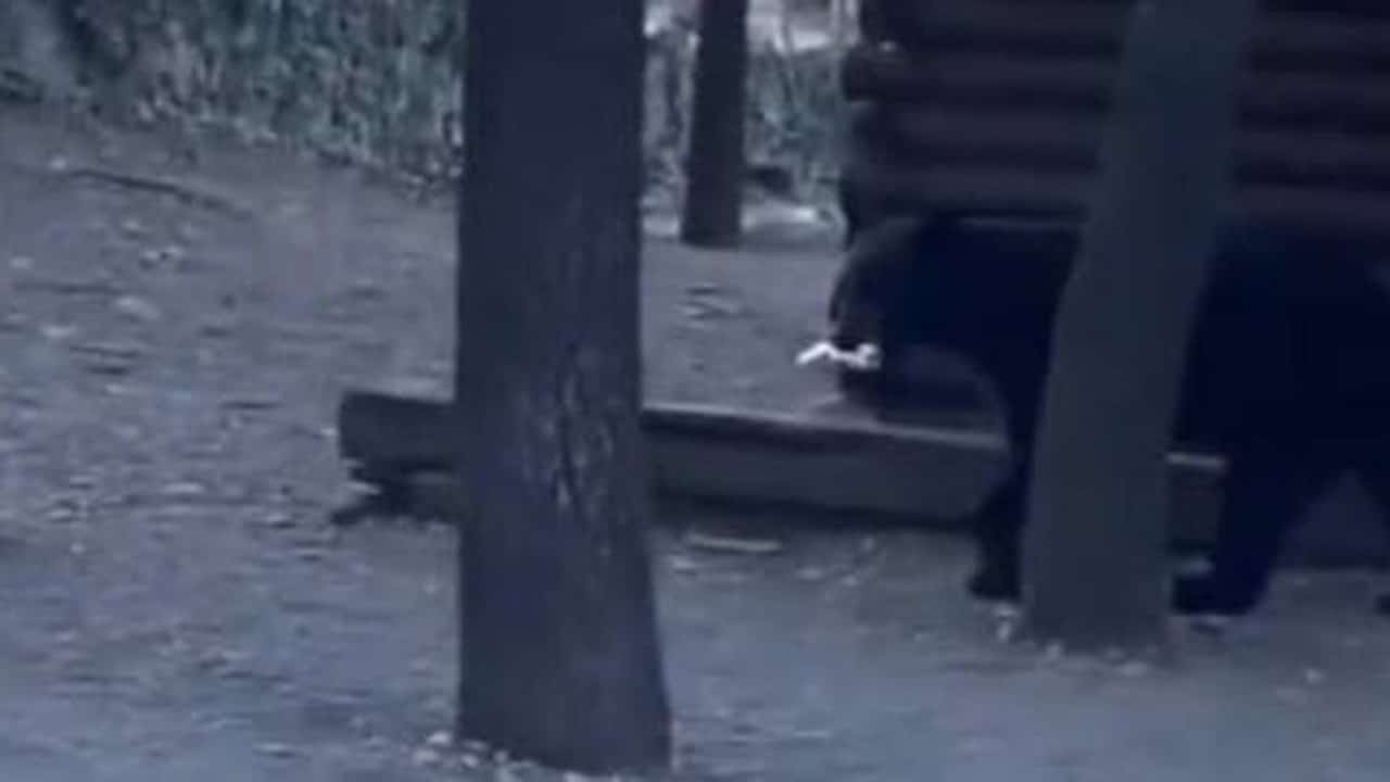 Los osos han tenido un acercamiento con los paseantes quienes ante la situación han decidido permanecer en su lugar.