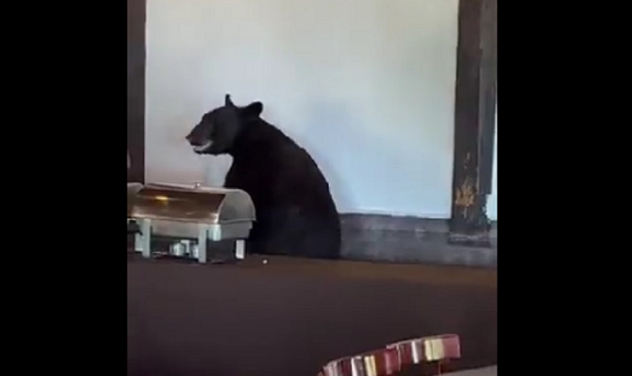 Oso negro entra a restaurante y sorprende a comensales en NL