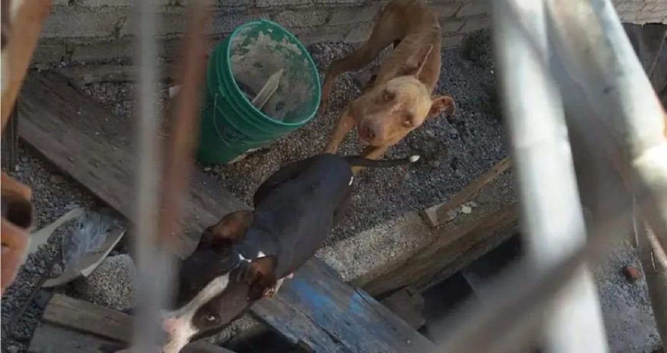 Rescatan a perritos maltratados en Tlapa, Guerrero
