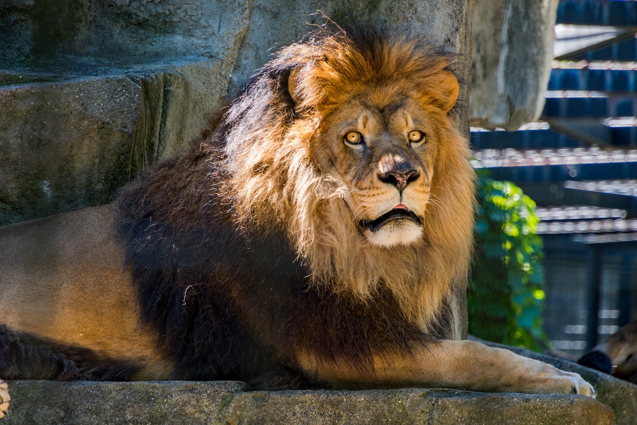 Ghana: Hombre es devorado por león blanco en zoológico