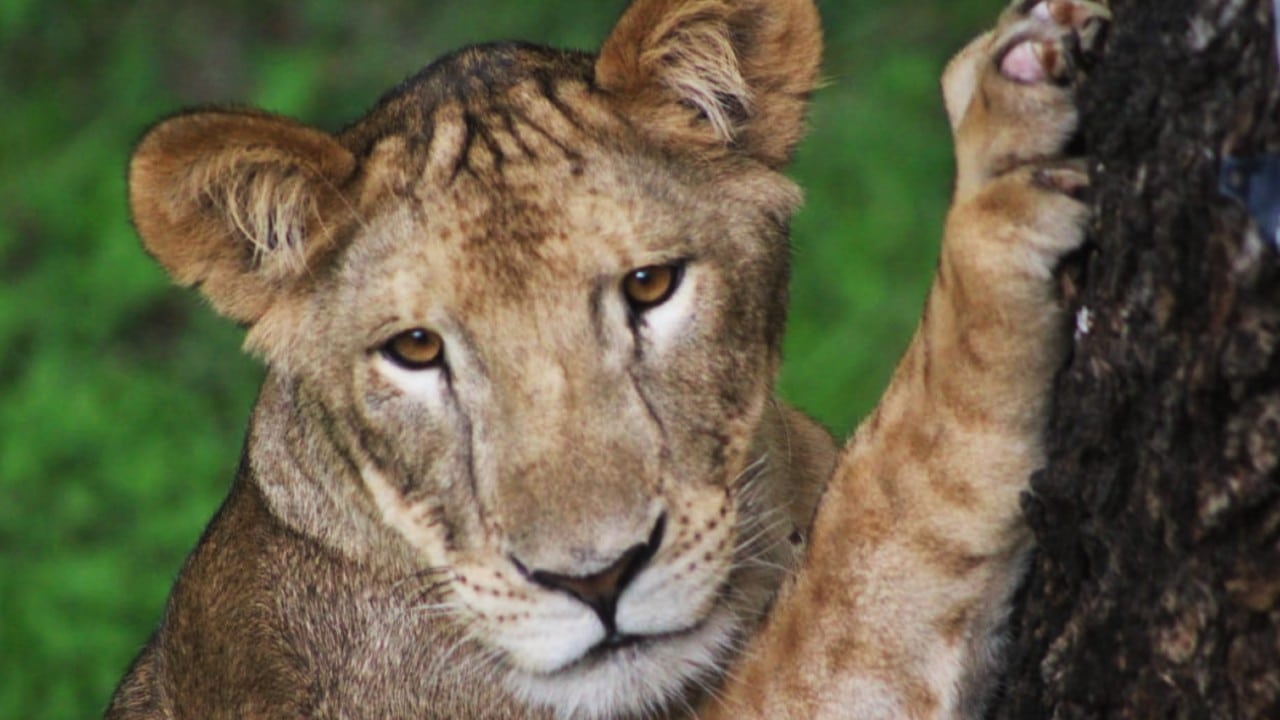 Zoo Tamatán de Tamaulipas presenta a dos leonas y una tigresa rescatadas del santuario Black Jaguar-White Tiger