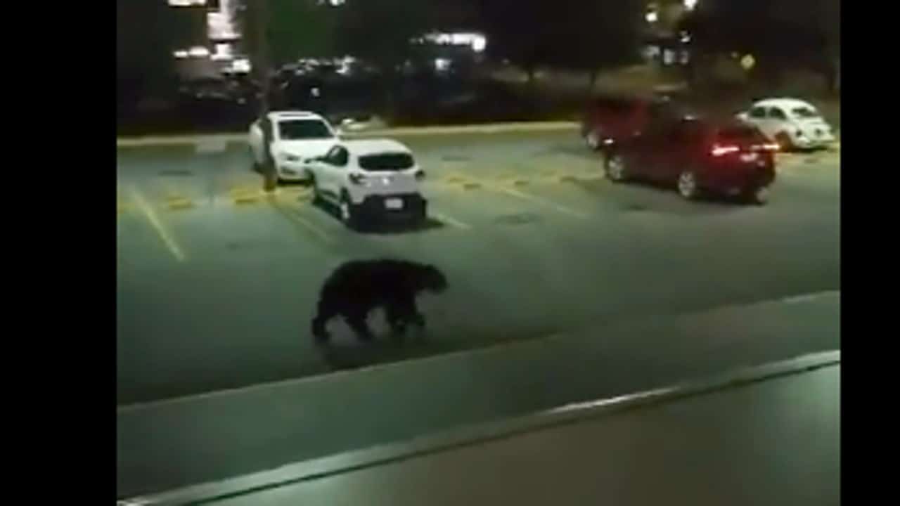 Video: Captan a enorme oso en instalaciones de la UANL en Monterrey. Fuente: