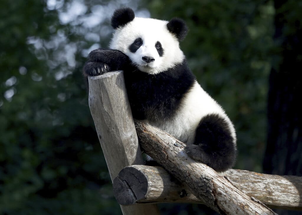 Aumento de la población de osos panda aleja el fantasma de la extinción