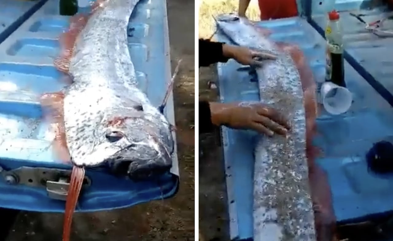 Capturan pez remo, al que atribuyen sismos, en Sinaloa