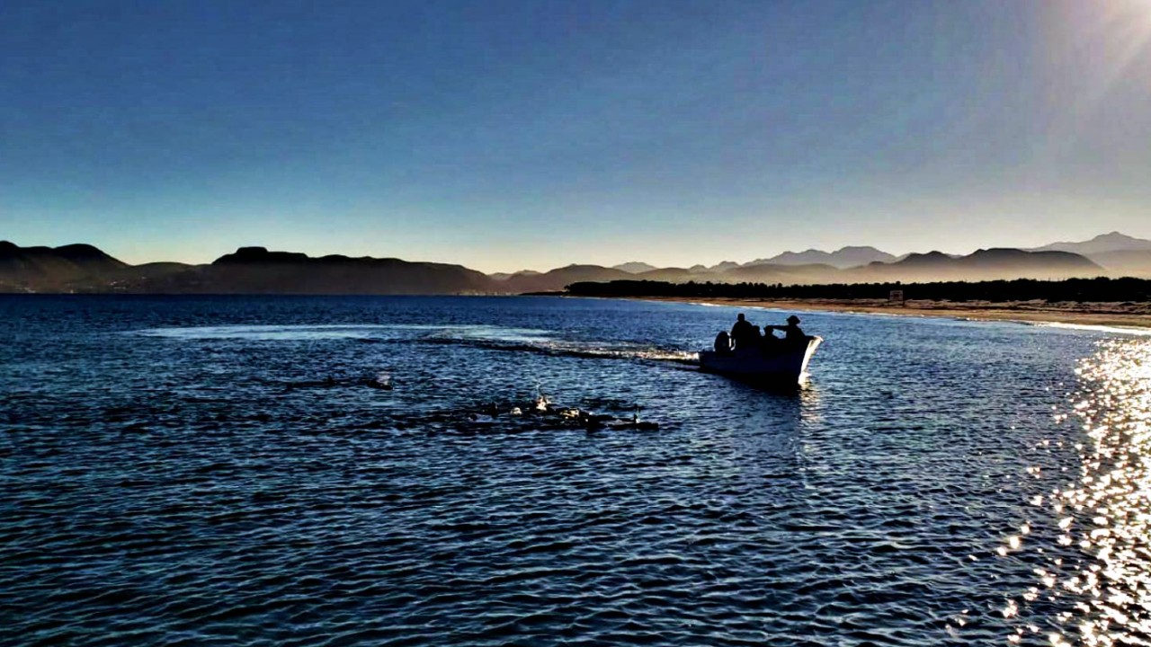 Rescatan a 17 Delfines y Sus Crías Varados en La Paz, BCS