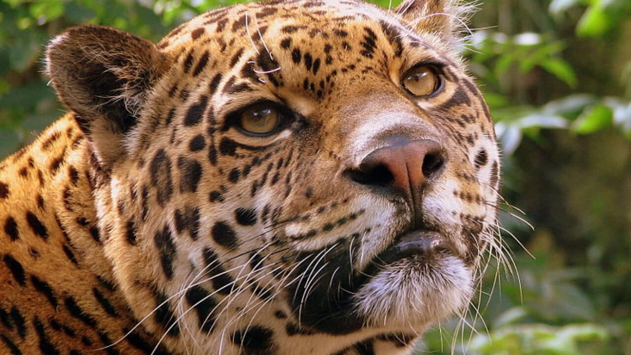 Animales en peligro de extinción: ¿Qué enfrenta México?