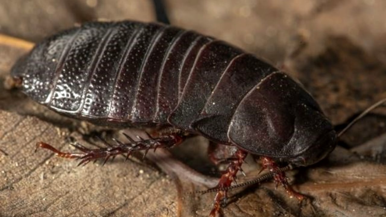 Cucaracha carnívora 'extinta' reaparece después de 90 años