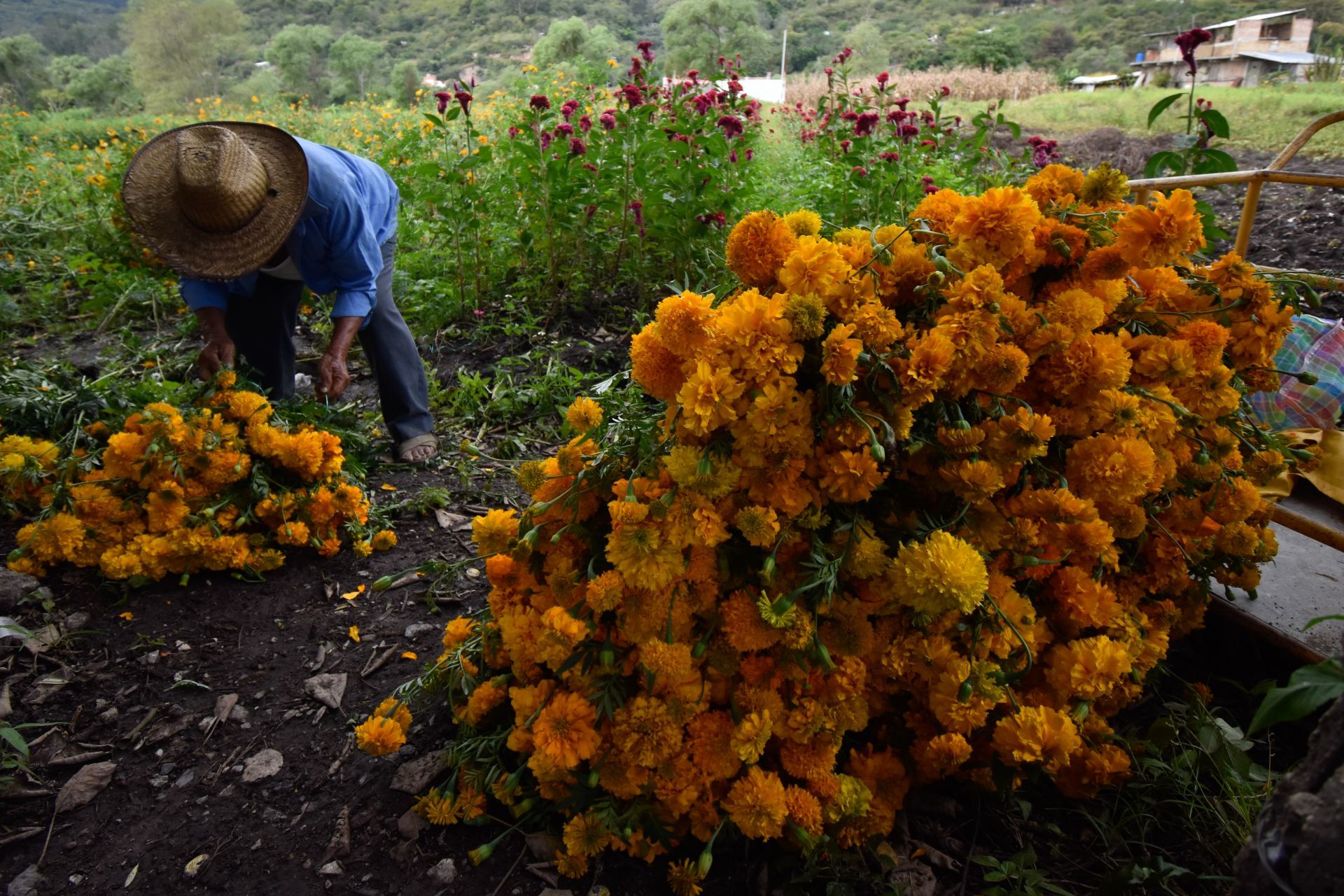 Día de Muertos: Productores de cempasúchil se alistan