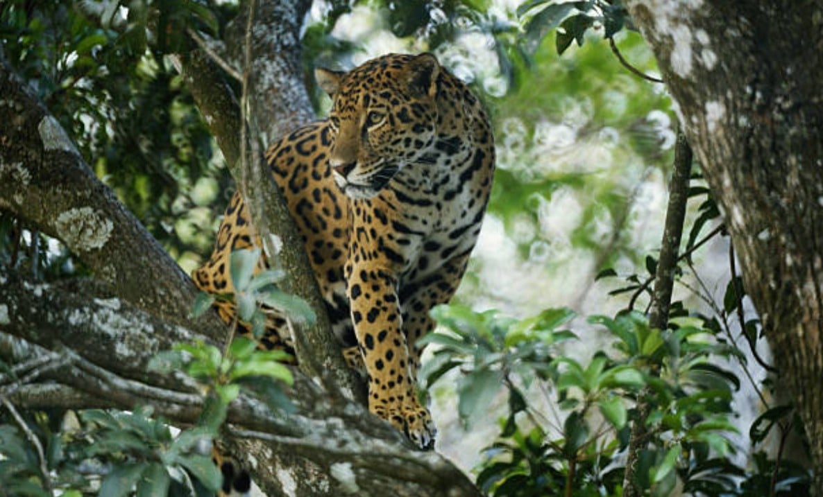 jaguar en méxico, getty images