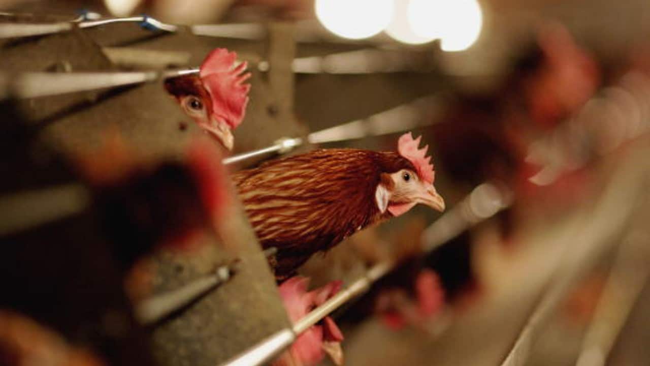 México detecta primer caso de gripe aviar en un ave silvestre