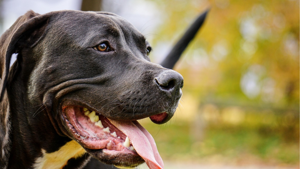 Niños mueren en Tennessee Estados Unidos por ataque de perros pitbull