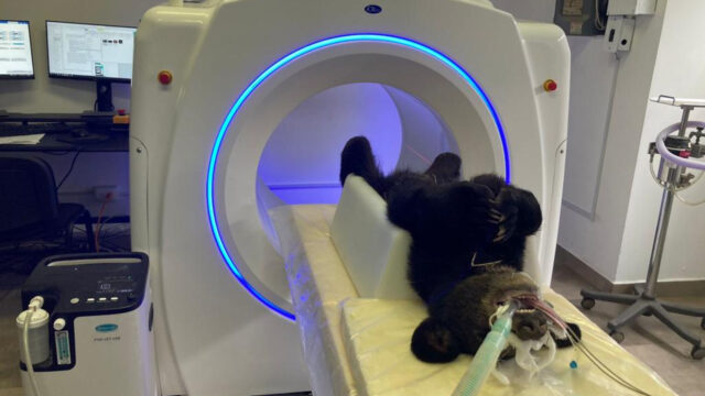 El osezno fue lesionado en las extremidades traseras por lo que se trasladó a una clínica veterinaria para realizarle una tomografía.