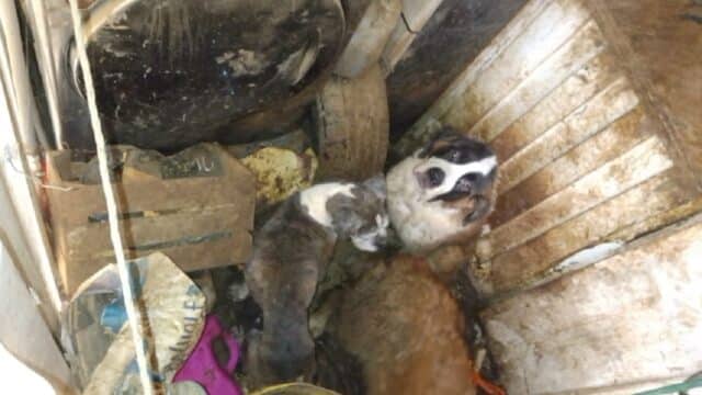 Así vivían perros San Bernardo abandonados en unidad de avenida Lomas de Sotelo, CDMX (Twitter: @i_alaniis)