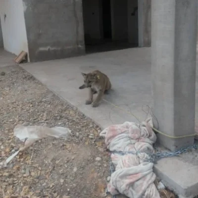 El Puma fue hallado amarrado y sin alimento, en completo abandono en una casa, en Sinaloa. Foto: N+