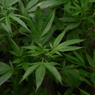 estados-unidos-reclasifica-marihuana-droga-menos-peligrosa